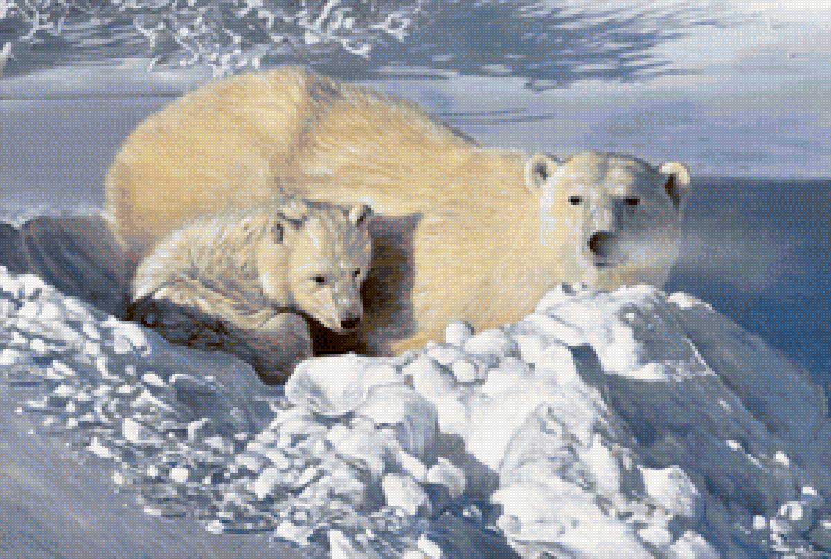 Белые медведи - животные, природа, зима - предпросмотр