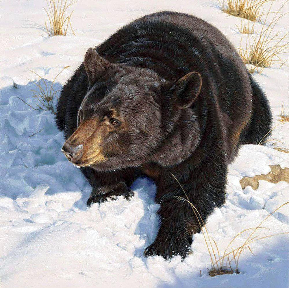 Медведь - зима, животные, природа - оригинал
