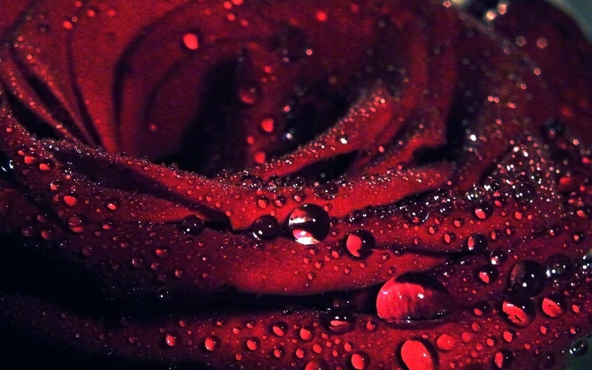 роза после дождя - роза - оригинал