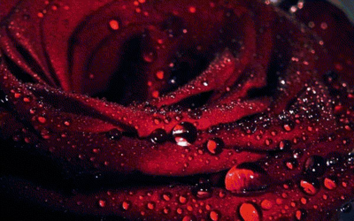 роза после дождя - роза - предпросмотр