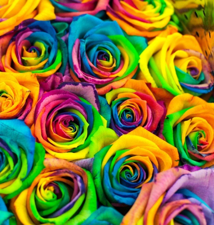 разноцветные розы - розы - оригинал