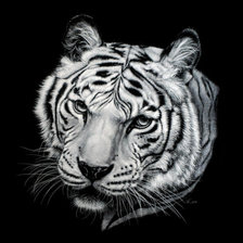 Оригинал схемы вышивки «тигр» (№1745330)