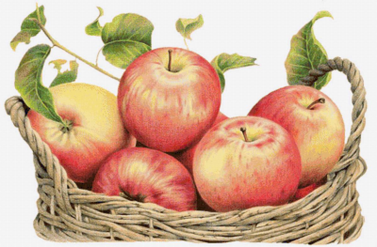 Яблоки в корзине - фрукты, яблоки - предпросмотр