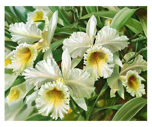 Серия "Орхидеи" - флора, цветы, орхидеи - оригинал