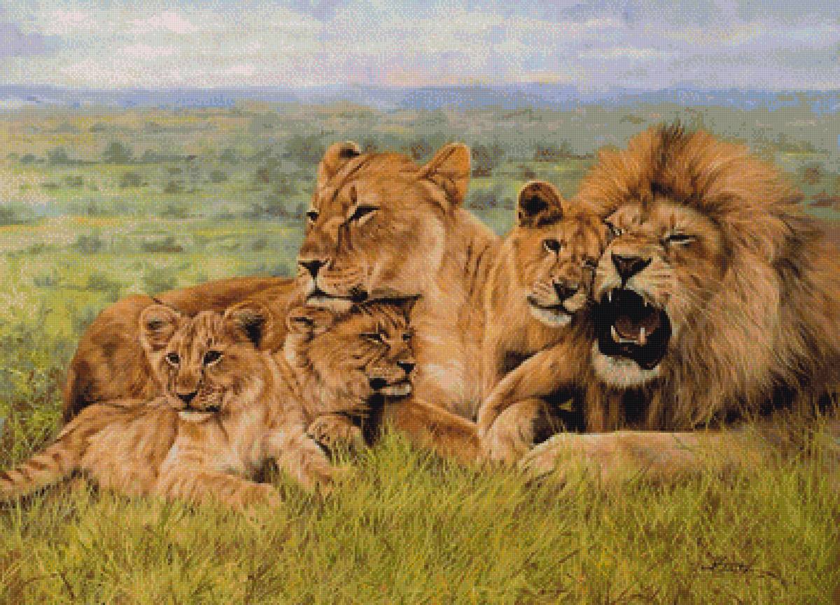 Львиная семья - семья, дикие животные, львы - предпросмотр