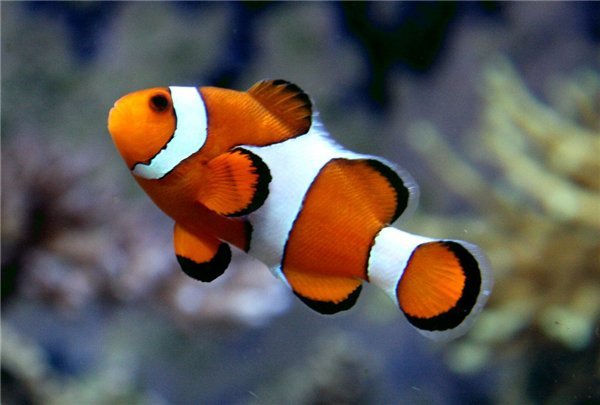 Рыба-клоун - тропическая рыбка, океан - оригинал