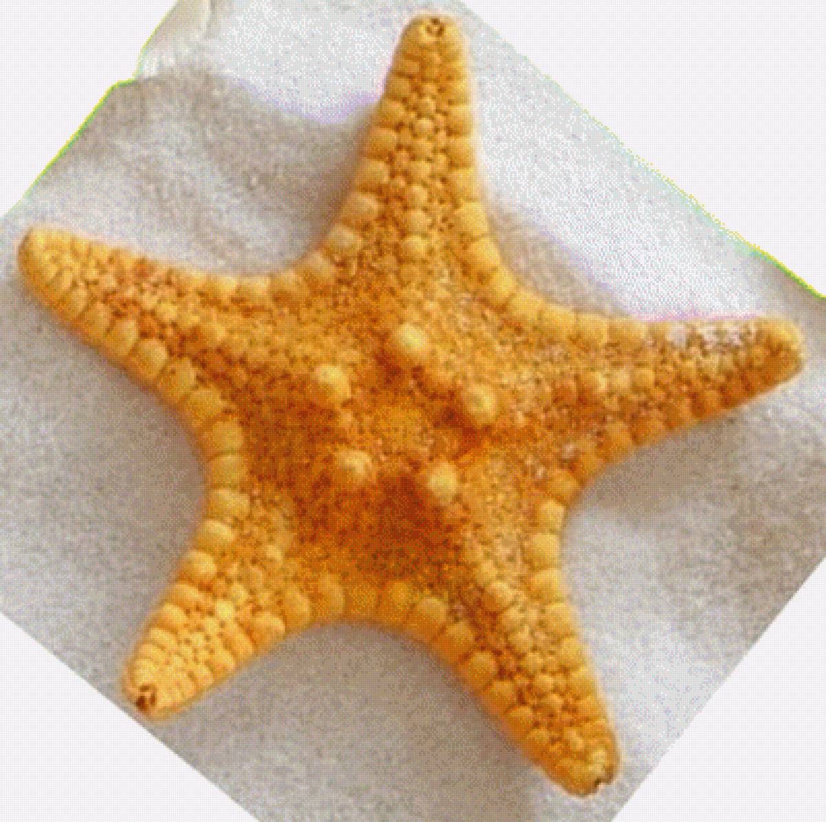 Морская звезда - предпросмотр