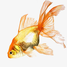 Схема вышивки «Золотая рыбка»