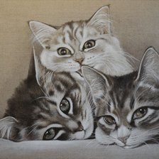 Котики