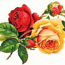 Оригинал схемы вышивки «Две розы» (№1753204)