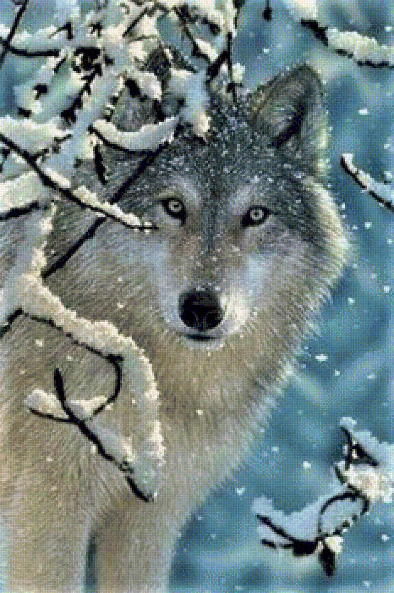 ВОЛК - by collin bogle, природа, волк, дикие животные - предпросмотр