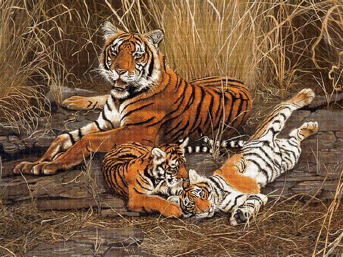 Семейство тигров - звери, животные, тигры - предпросмотр