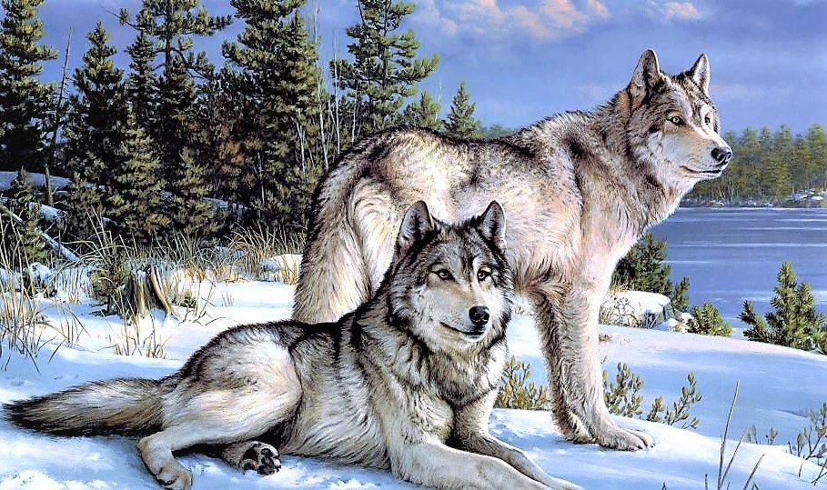 волки - фото, животные, волки, природа - оригинал