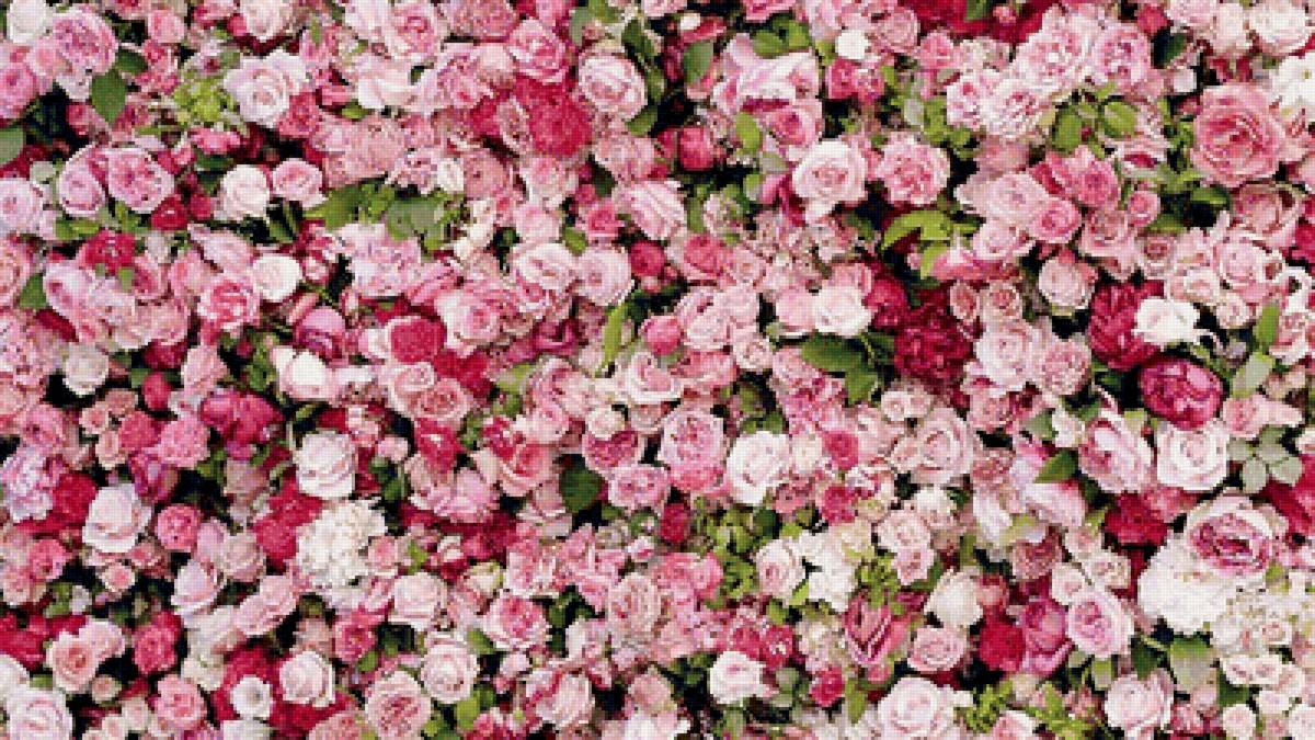 розовые розы - розы, цветы - предпросмотр