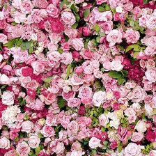 Оригинал схемы вышивки «розовые розы» (№1763430)