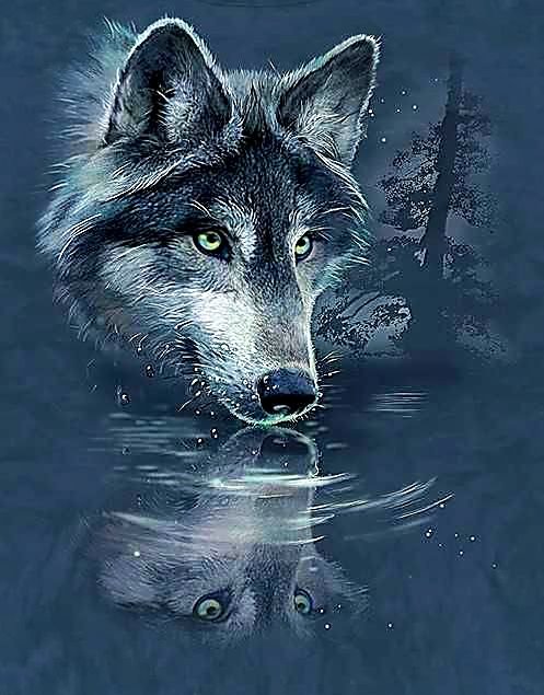 Отражение. - волк, живопись., картина - оригинал