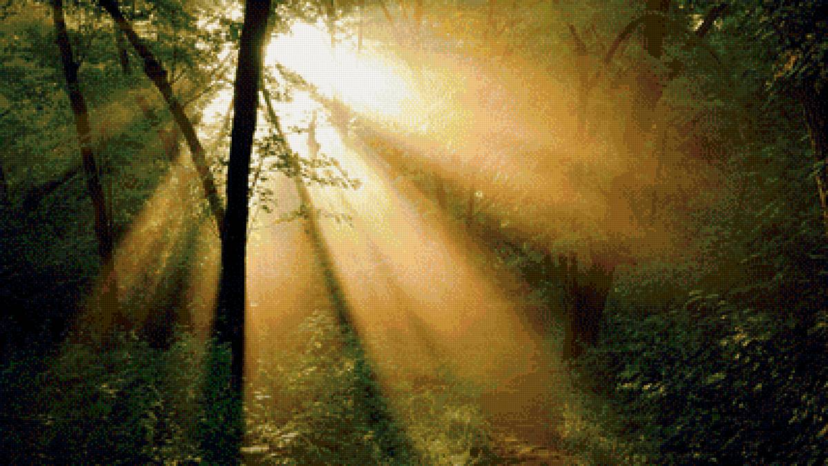 утро в лесу - лес, солнце - предпросмотр