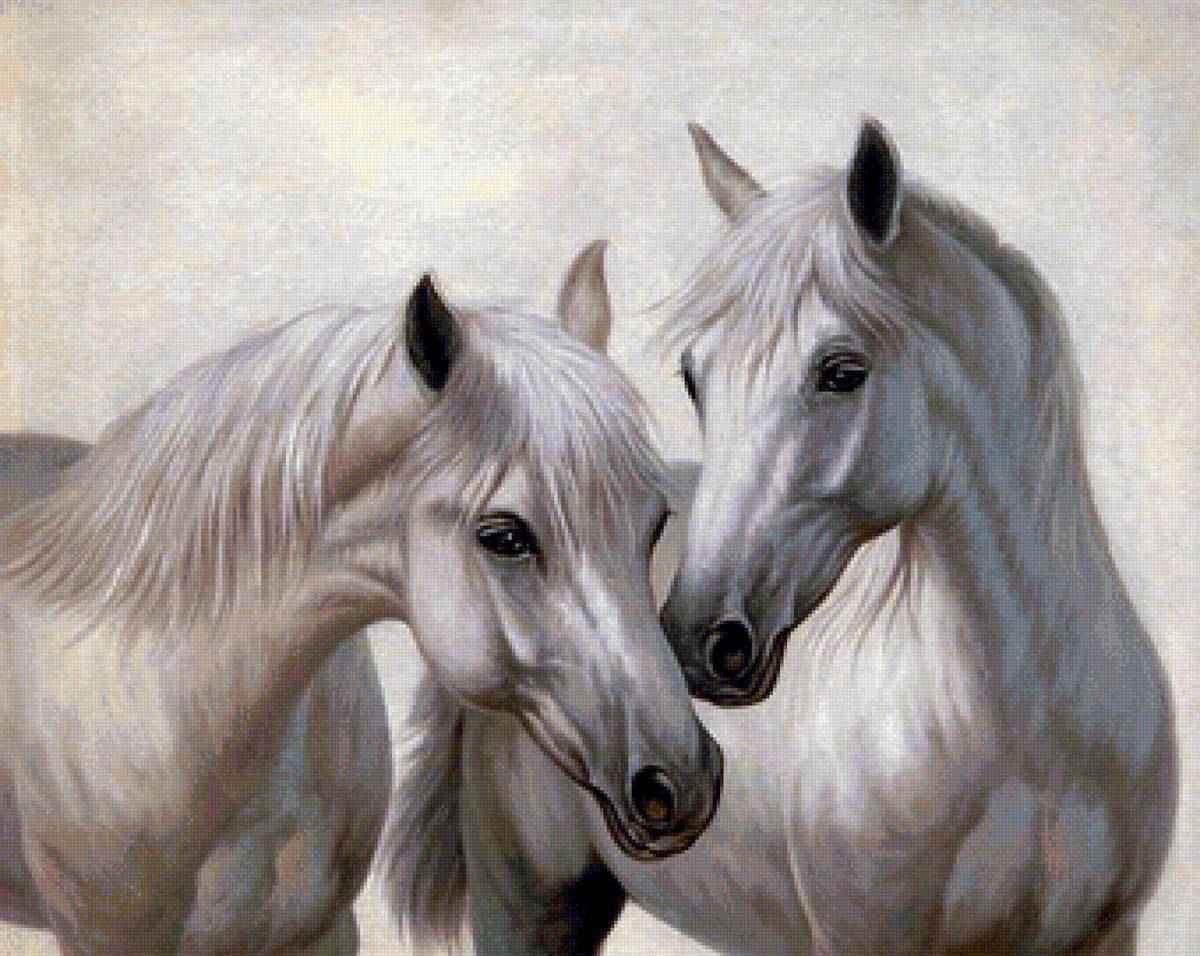 белые лошади - конь, лошади, животные - предпросмотр