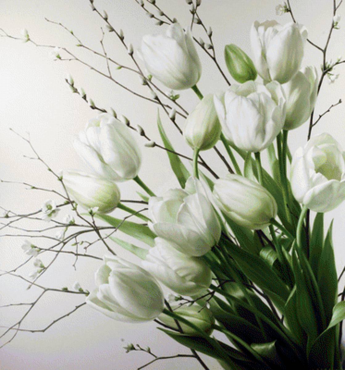 Белые тюльпаны - белые тюльпаны, белый, букет, тюльпаны, цветы - предпросмотр