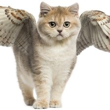Схема вышивки «кошка с крыльями»
