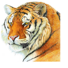 Оригинал схемы вышивки «Тигр» (№1784539)