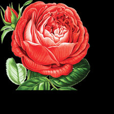 Оригинал схемы вышивки «Роза» (№1785850)