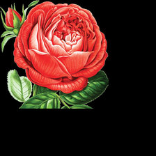Оригинал схемы вышивки «Роза» (№1785857)