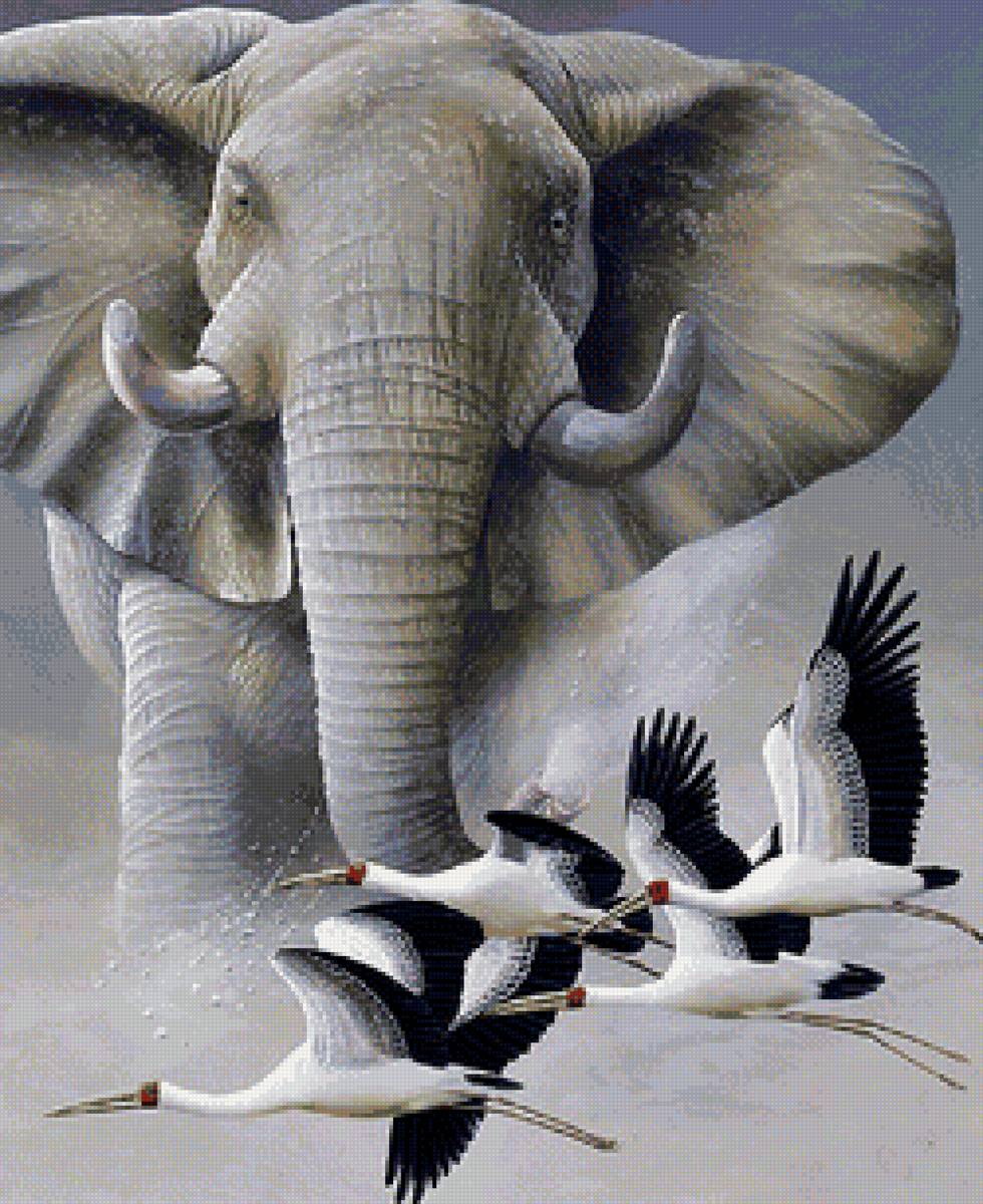Африка - слон, животные, птицы - предпросмотр
