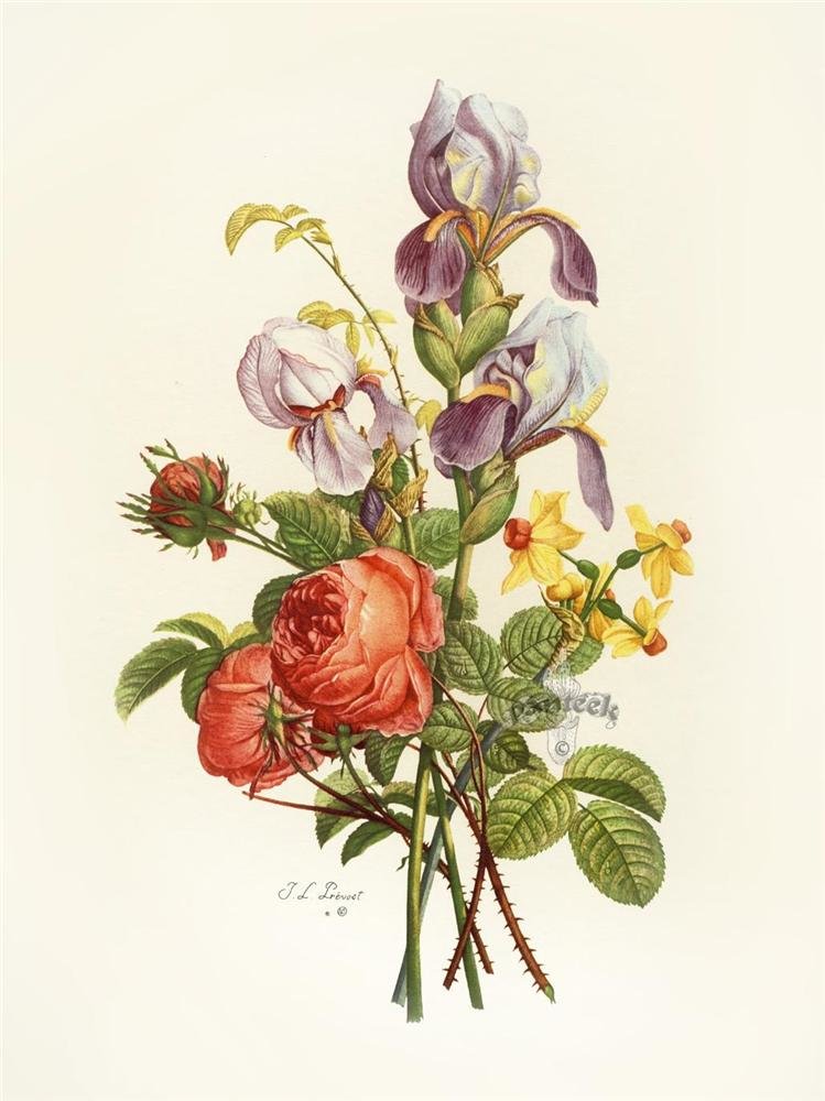 Старинный Букет - розы, ирисы, букет, цветы - оригинал