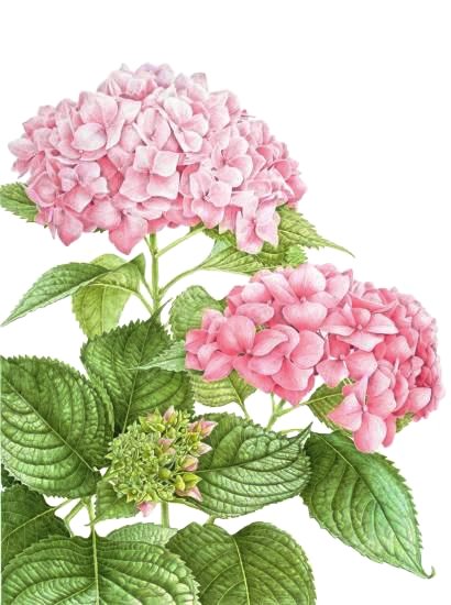 Гортензия - цветы, розовые цветы - оригинал