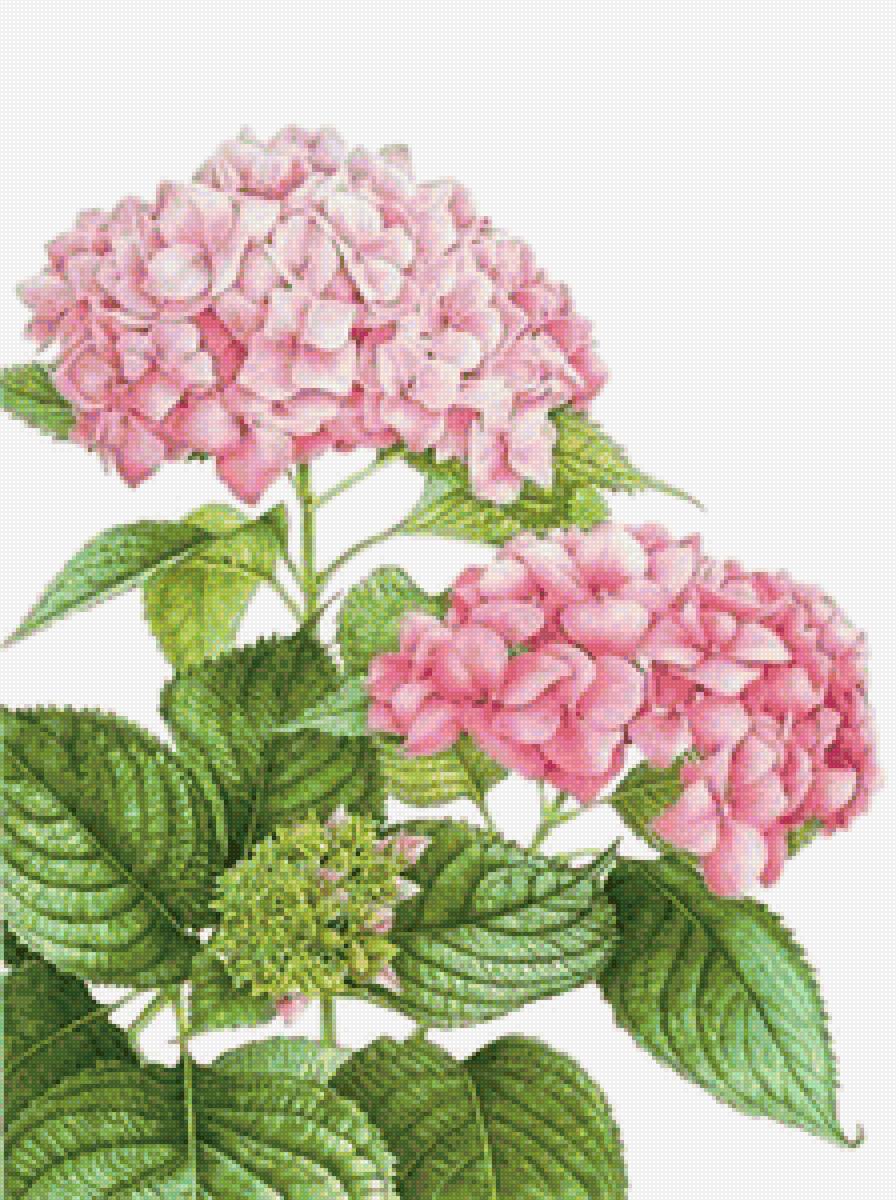 Гортензия - розовые цветы, цветы - предпросмотр