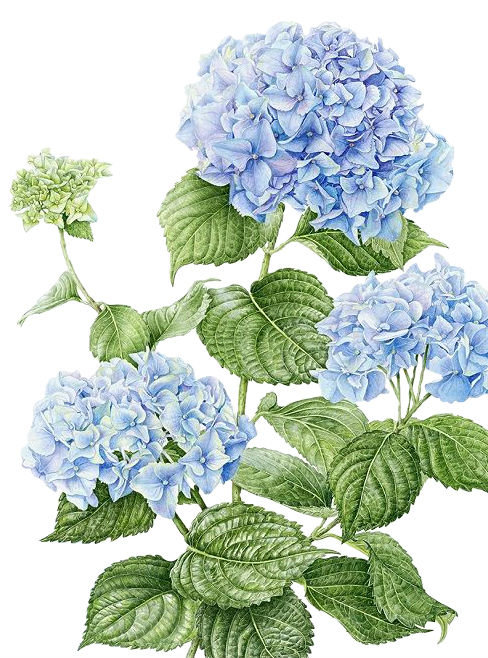 Гортензия - голубые цветы, цветы - оригинал