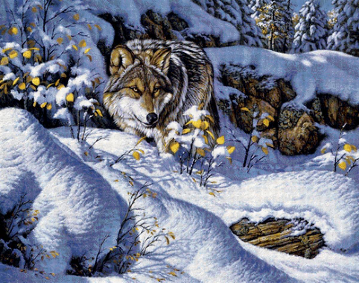 Волк - зима, зимний лес, животные, звери - предпросмотр