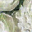 Предпросмотр схемы вышивки «Белые пионы» (№1792345)