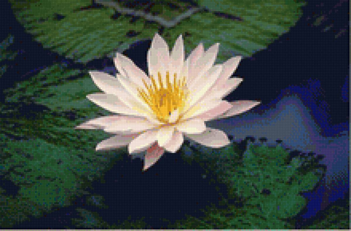 Lotus - природа, лотос, вода, цветок - предпросмотр