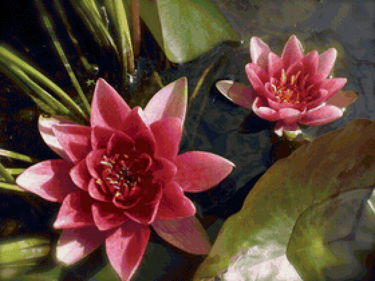Pink Lotus - природа, цветы, лотосы, вода - предпросмотр