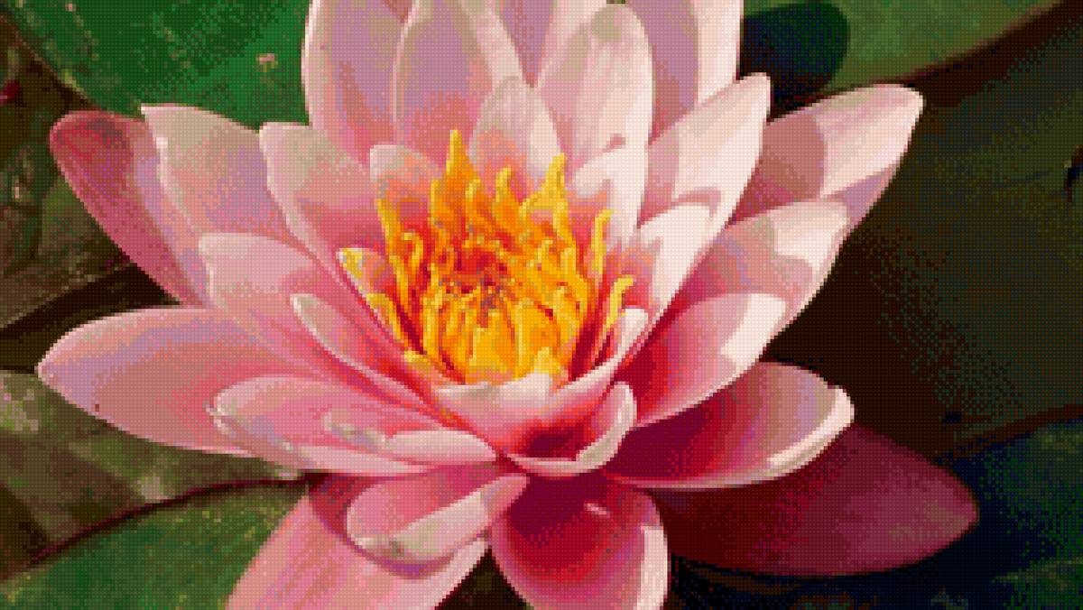 Розовый лотос - цветок, лотос, природа - предпросмотр