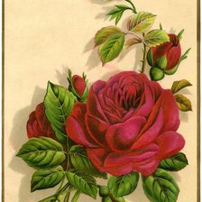 Оригинал схемы вышивки «Красная роза» (№1793332)