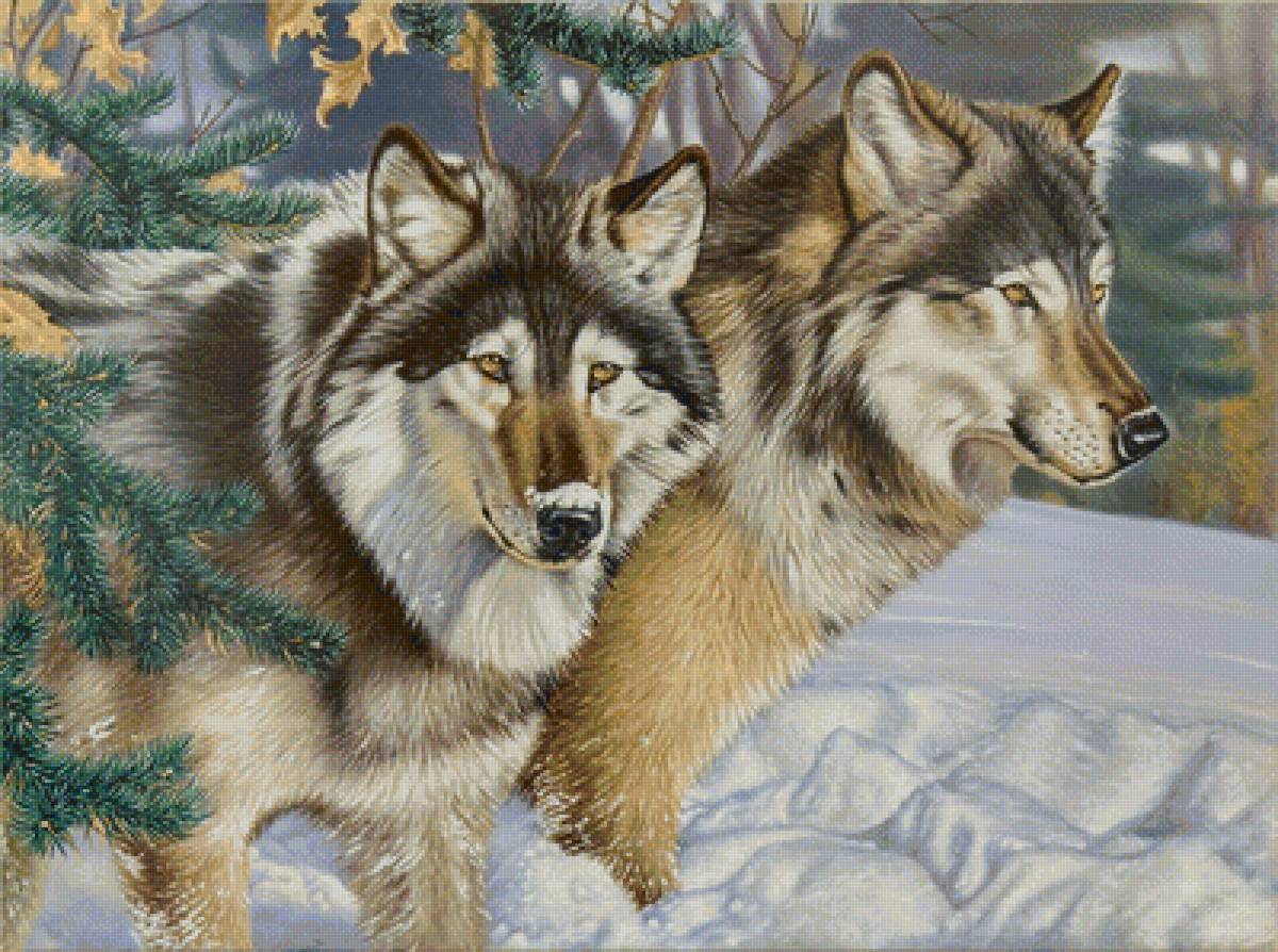 Пара волков - волки, животные, зима, звери - предпросмотр