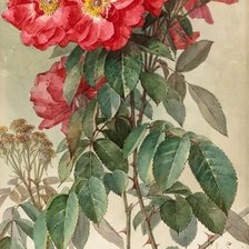 Оригинал схемы вышивки «Увядающие розы» (№1794558)