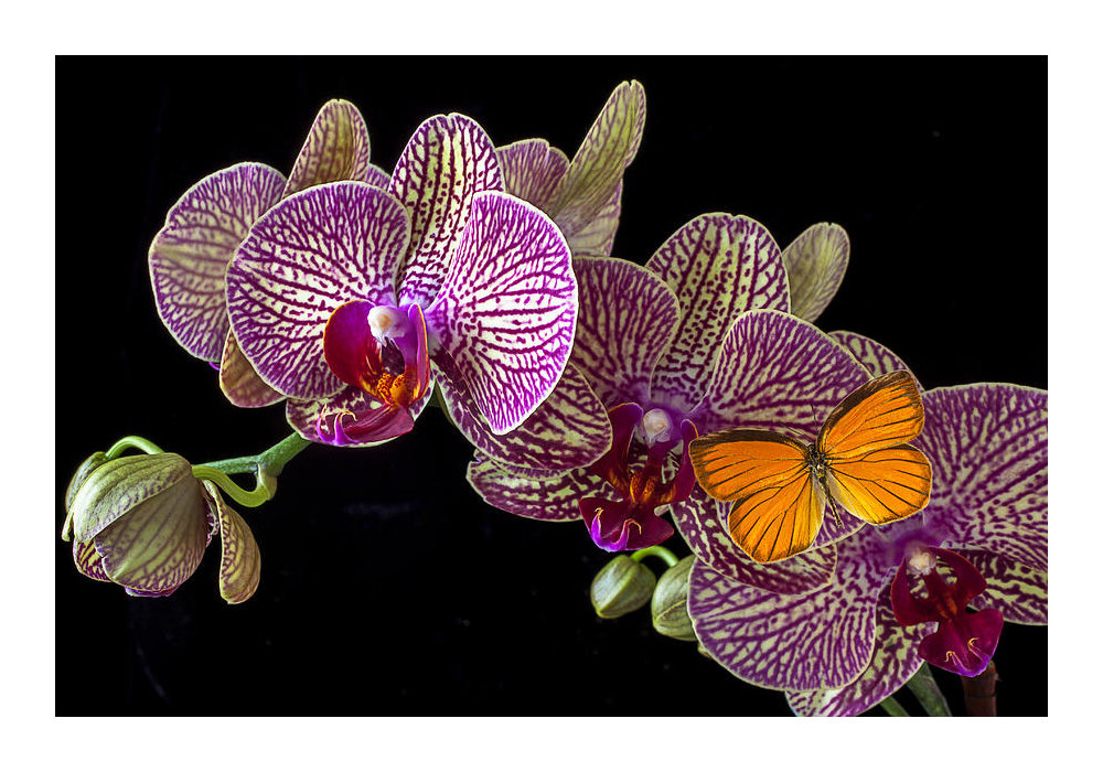 Серия "Орхидеи" - цветы, орхидеи, флора - оригинал