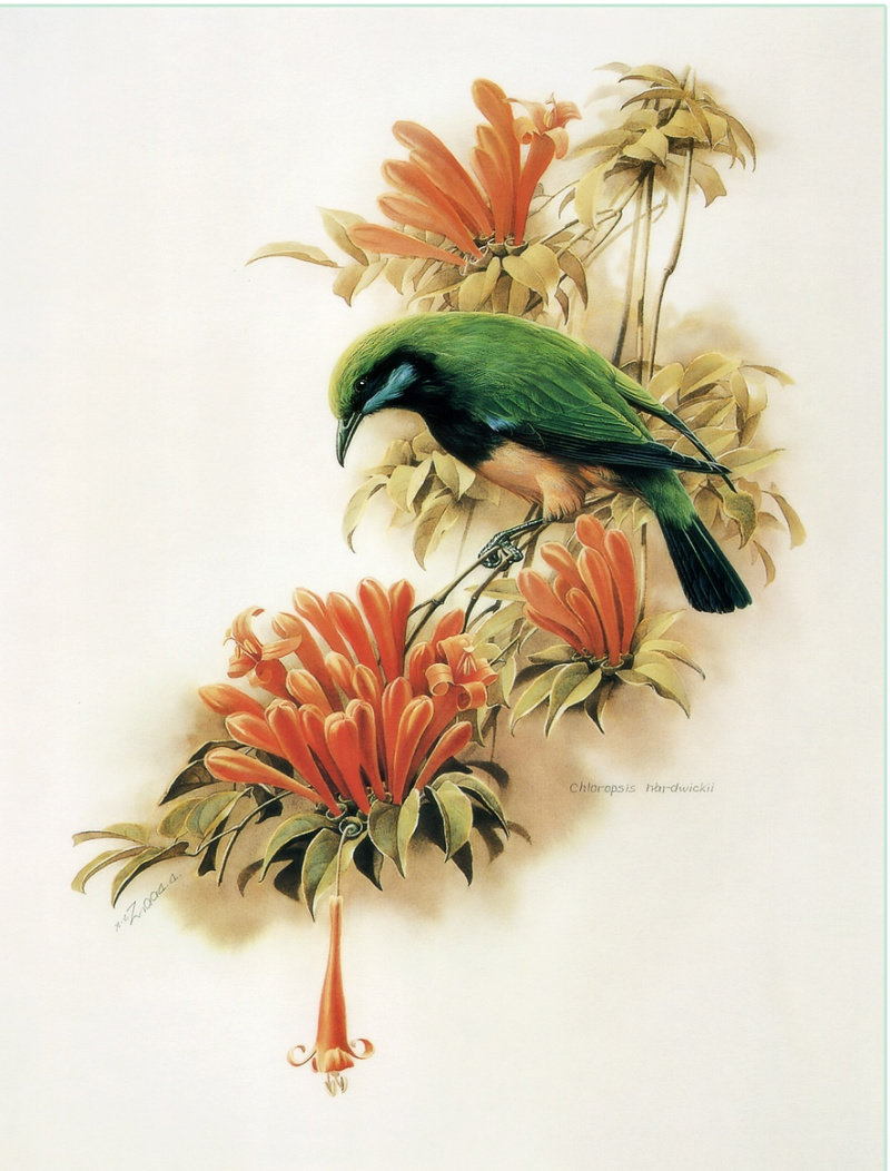 По картине Цзэн Сяо Лиана - ветвь, цветы, птицы - оригинал