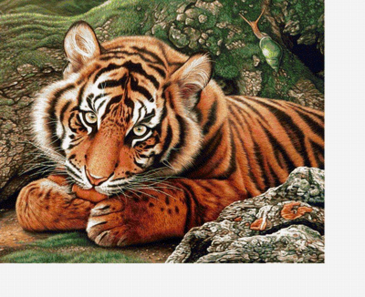 Тигренок - тигр, звери, животные, улитка - предпросмотр