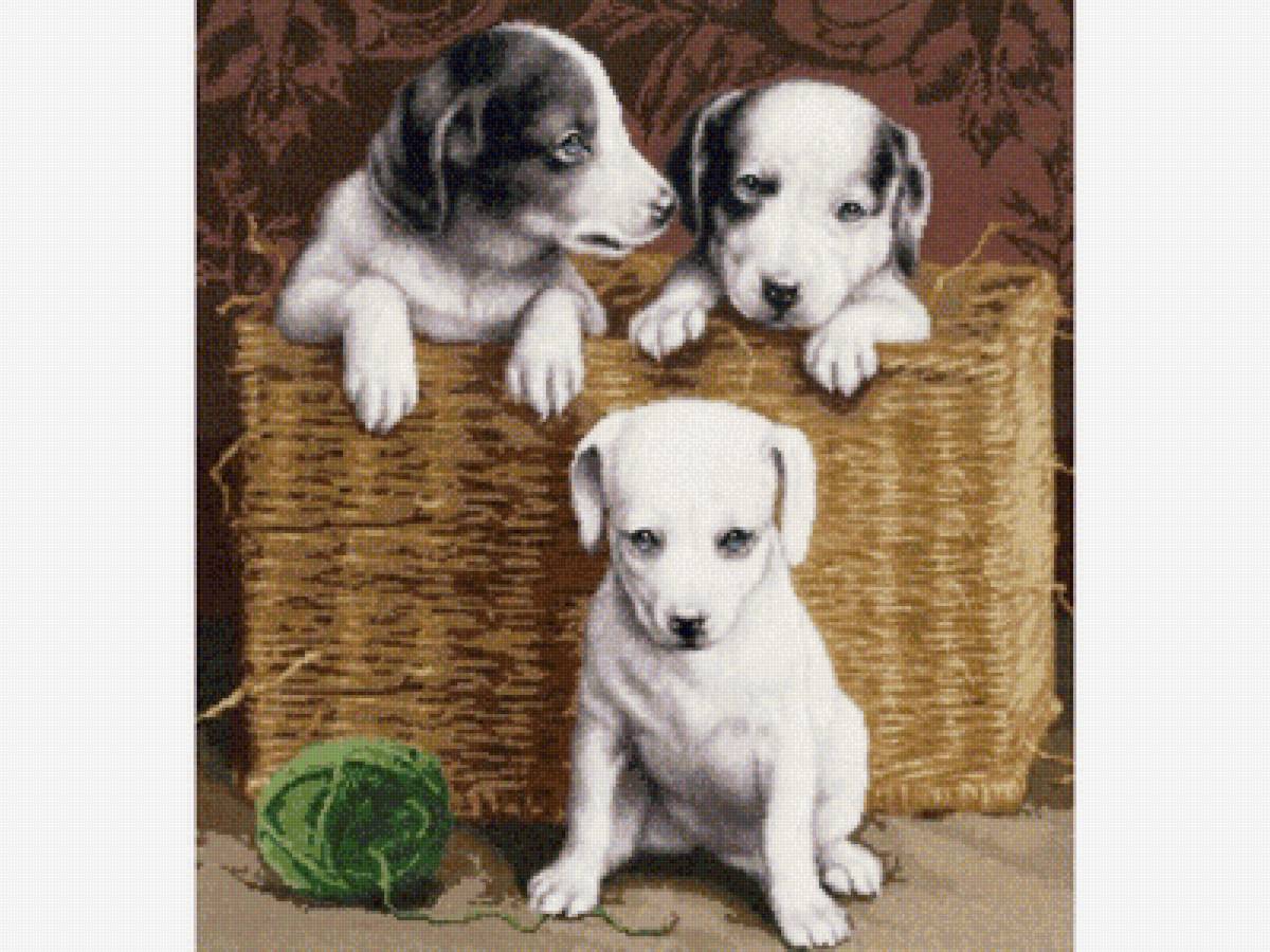 Три товарища - щенята, собаки - предпросмотр