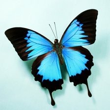 Оригинал схемы вышивки «Голубая бабочка» (№1800404)
