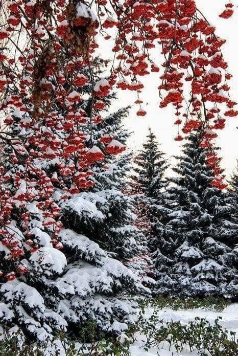 Зимний лес - снег, рябина, ели, небо - оригинал