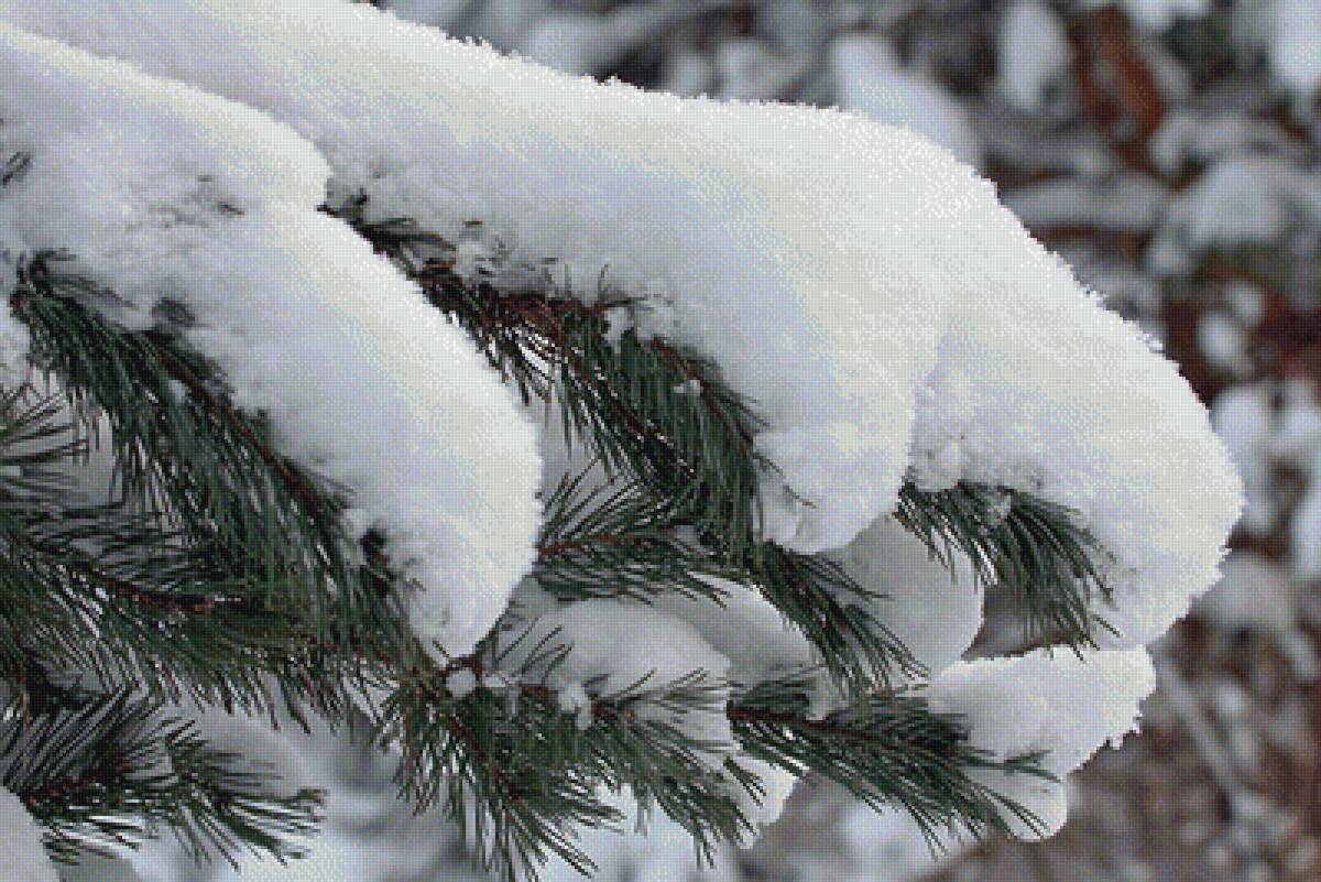 ветка ели под снегом - зимний пейзаж - предпросмотр