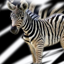 Схема вышивки «Mala zebra»