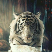 Белый тигр - Дзен