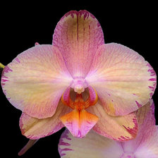 Оригинал схемы вышивки «орхидея» (№1813120)